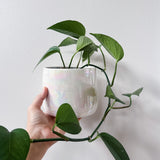 5" Iridescent Mother of Pearl Planter